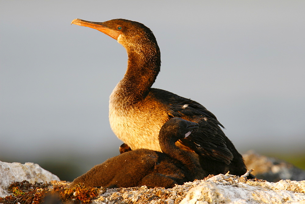 Flightless cormorant (Nannopterum harrisi) parent at sunset with chick in the Galapagos Island Group, Ecuador