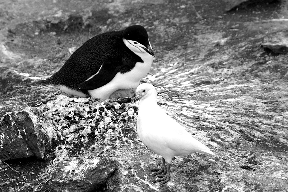 Snowy sheathbill (Chionis alba) in and around the Antarctic Peninsula. This bird is also known as the pale-faced sheathbill.