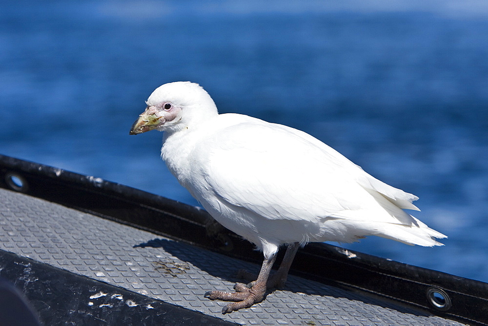 Curious adult pale-faced sheathbill(s) (Chionis alba) alight on Lindblad Expedition Zodiacs on Usefull Island near the Antarctic peninsula