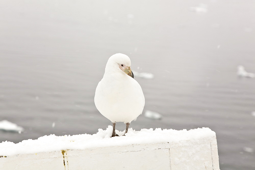 A curious adult pale-faced sheathbill (Chionis alba) landing on the bow of the National Geographic Endeavour near the Antarctic peninsula