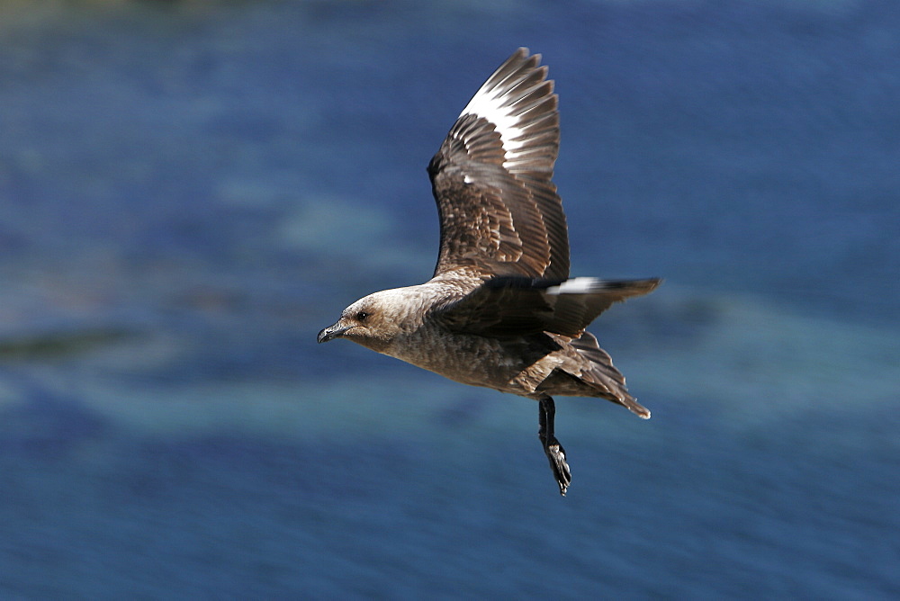 Adult Skua (Catharacta spp) in flight off Petermann Island near the Antarctic Peninsula.