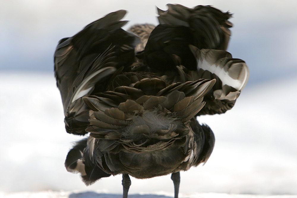 Adult Skua (Catharacta spp) ruffling its feathers near the Antarctic Peninsula.