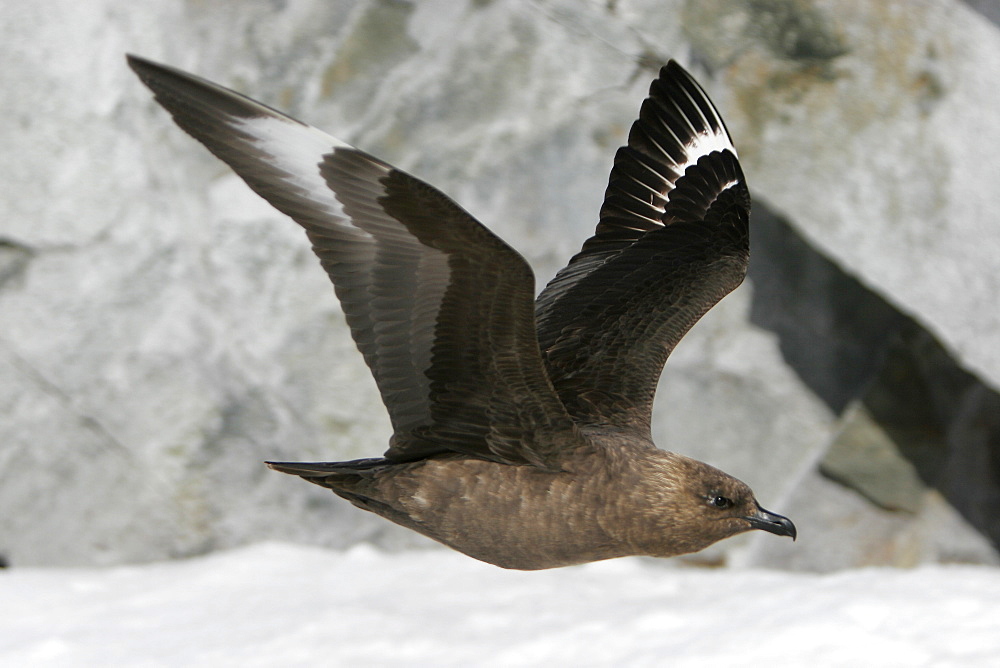 Adult Skua (Catharacta spp) in flight off Petermann Island near the Antarctic Peninsula. Restricted Resolution - Please contact us.