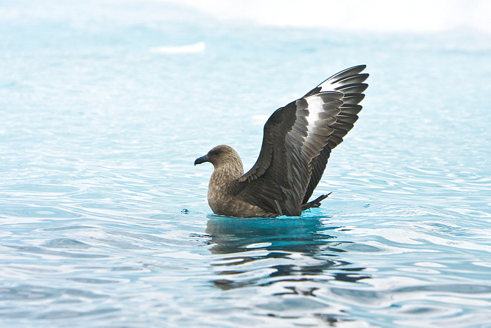 Adult south polar skua (Catharacta skua maccormicki) on the wing and feeding after an iceberg break-up near Port Lockroy on the western side of the Antarctic Peninsula