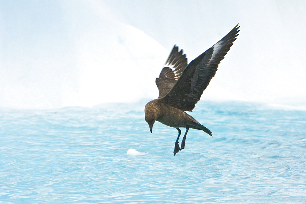 Adult south polar skua (Catharacta skua maccormicki) on the wing and feeding after an iceberg break-up near Port Lockroy on the western side of the Antarctic Peninsula