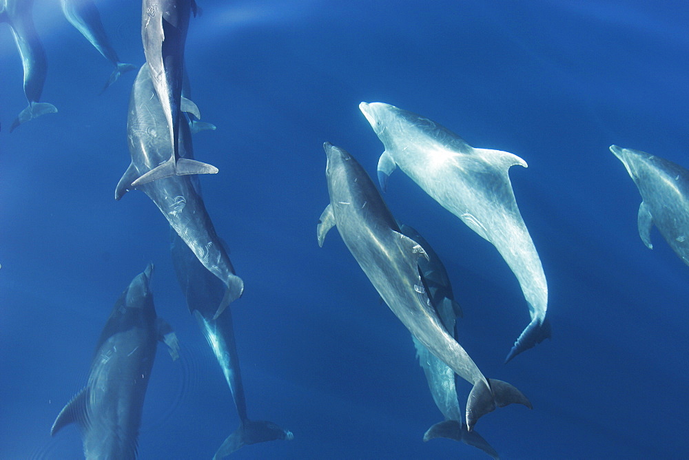 Adult Bottlenose Dolphin (Tursiops truncatus gilli) leaping in the upper Gulf of California (Sea of Cortez), Mexico.