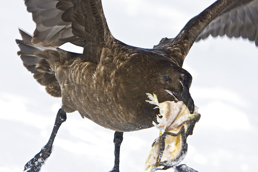 Sub-Antarctic Skua (Catharacta antarctica) vie for a fish head on Barrentos Island in the Aitcho Island Group, south Shetland Islands, Antarctica.