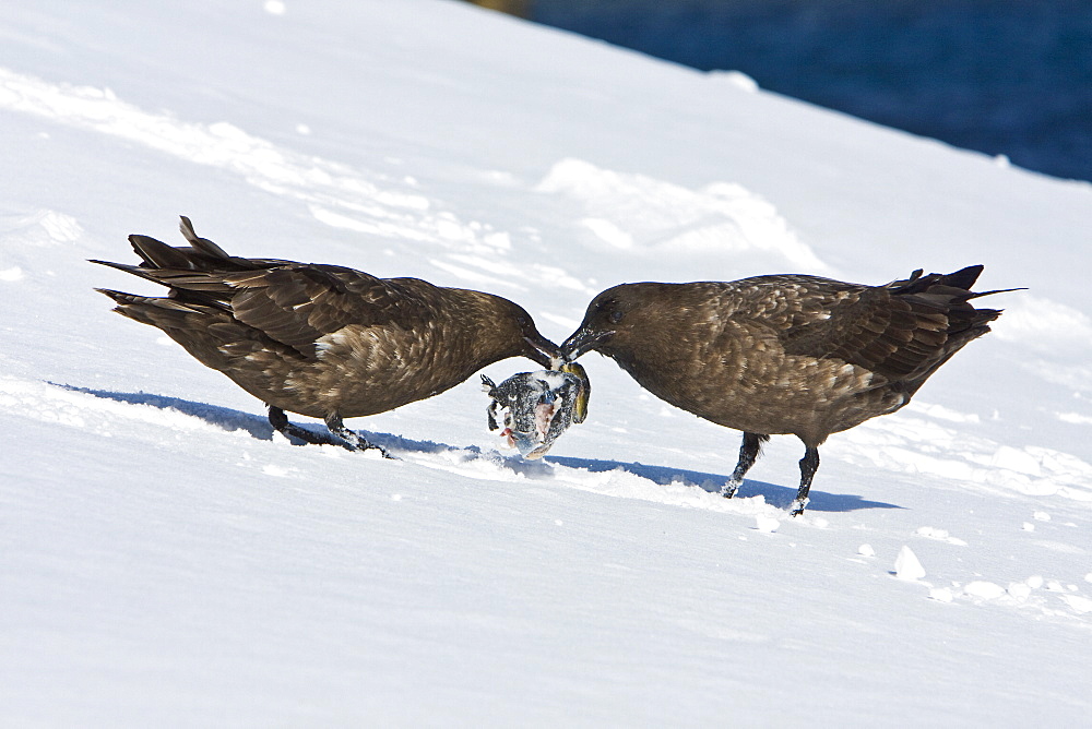 Sub-Antarctic Skua (Catharacta antarctica) vie for a fish head on Barrentos Island in the Aitcho Island Group, south Shetland Islands, Antarctica.