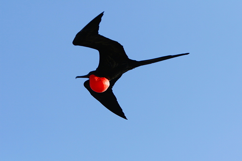 Male great frigate bird (Fregata minor) in flight showing expanded gular pouch near nesting and breeding site on North Seymour Island in the Galapagos Island Group, Ecuador. Pacific Ocean.