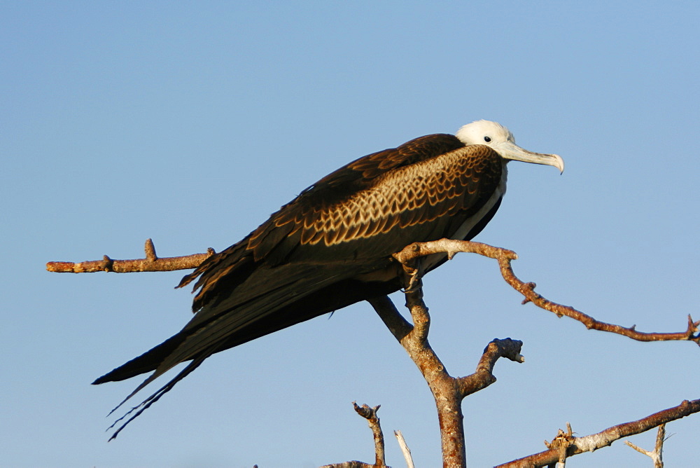 Juvenile great frigate bird (Fregata minor) nesting and breeding site on North Seymour Island in the Galapagos Island Group, Ecuador. Pacific Ocean.