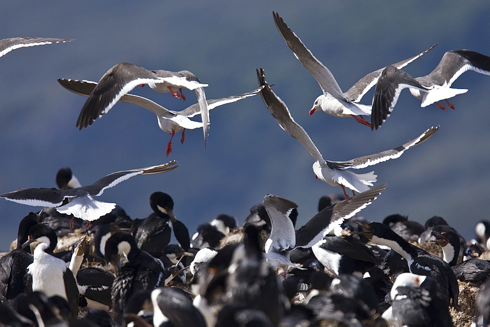 An adult kelp gull (Larus dominicanus) breeding colony on offshore reefs near Ushuaia, Argentina on the island of Tierra del Fuego