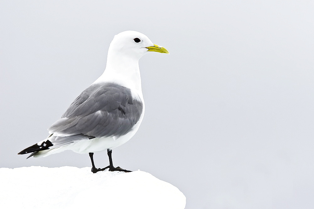 Adult black-legged kittiwake (Rissa tridactyla) on ice in the Svalbard Archipelago, Barents Sea, Norway.