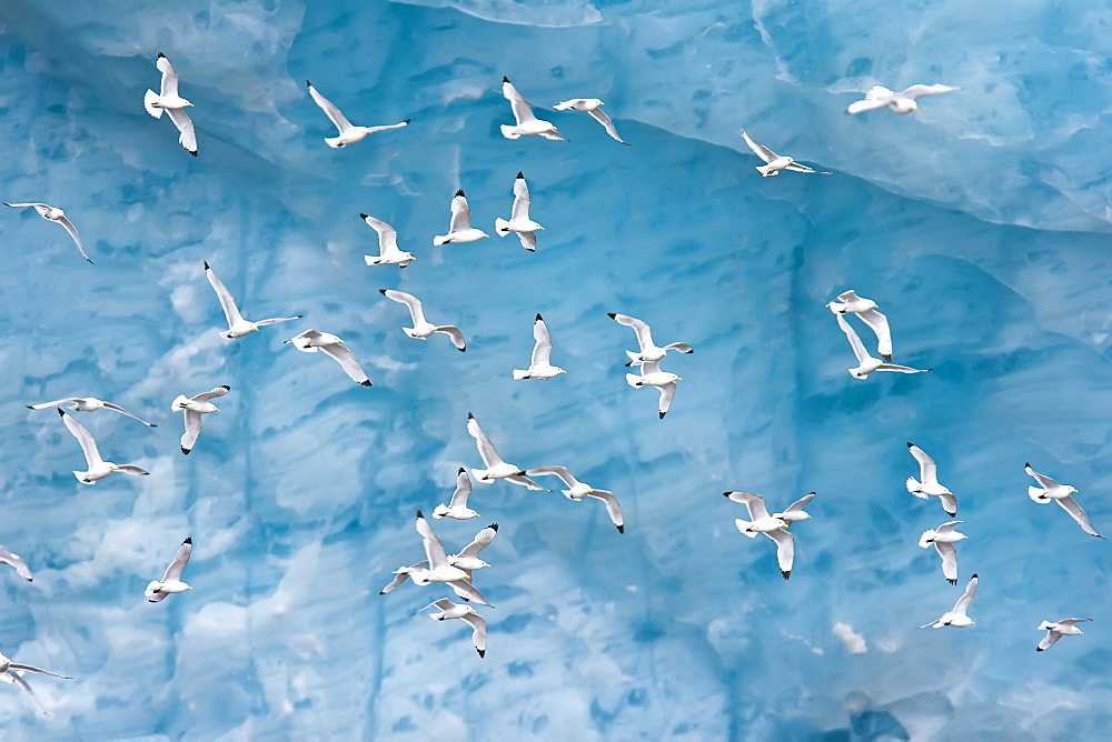 Adult black-legged kittiwakes (Rissa tridactyla) taking flight near ice in the Svalbard Archipelago, Barents Sea, Norway.