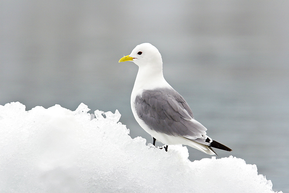 Adult black-legged kittiwake (Rissa tridactyla) on ice in the Svalbard Archipelago, Barents Sea, Norway.