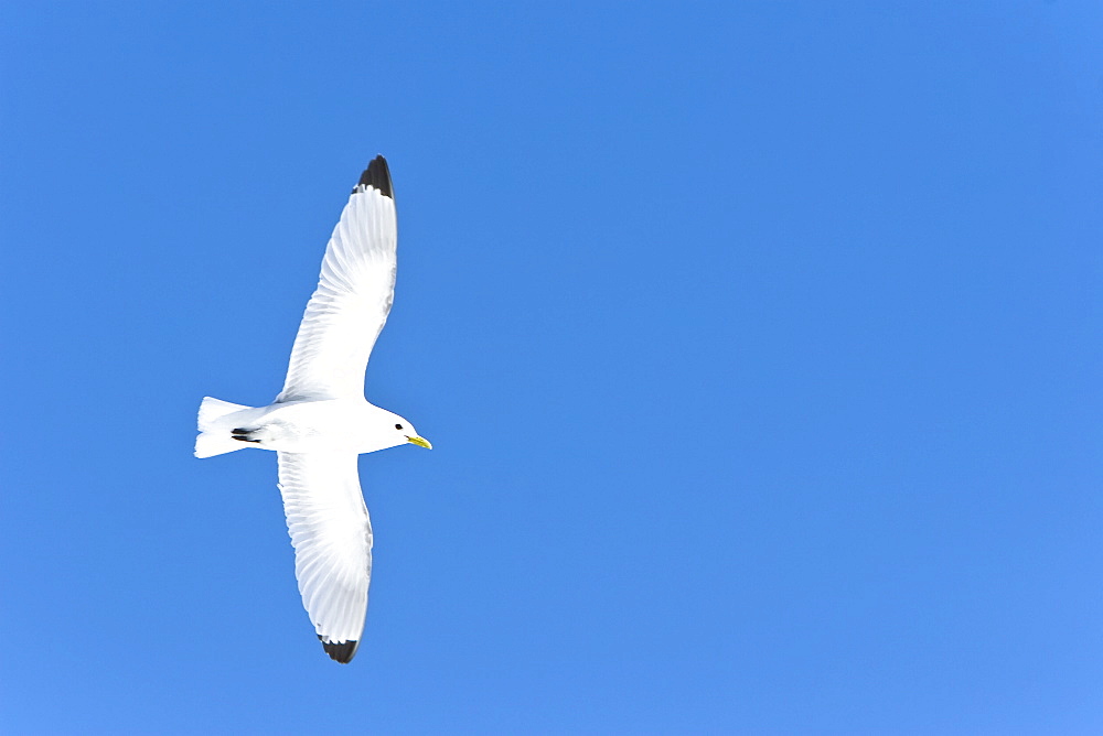 Adult black-legged kittiwake (Rissa tridactyla) in flight near ice in the Svalbard Archipelago, Barents Sea, Norway.