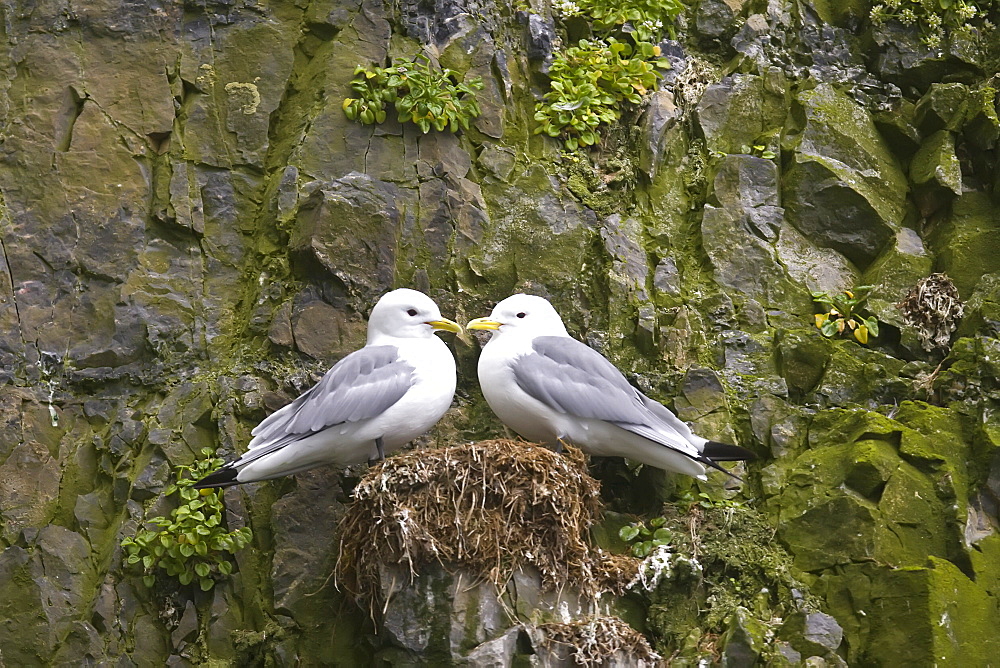 Adult mated pair of black-legged kittiwakes (Rissa tridactyla) nested on cliff face in the Svalbard Archipelago, Barents Sea, Norway.