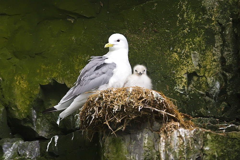 Parent and chick black-legged kittiwakes (Rissa tridactyla) nesting on a cliff edge in the Svalbard Archipelago, Barents Sea, Norway.