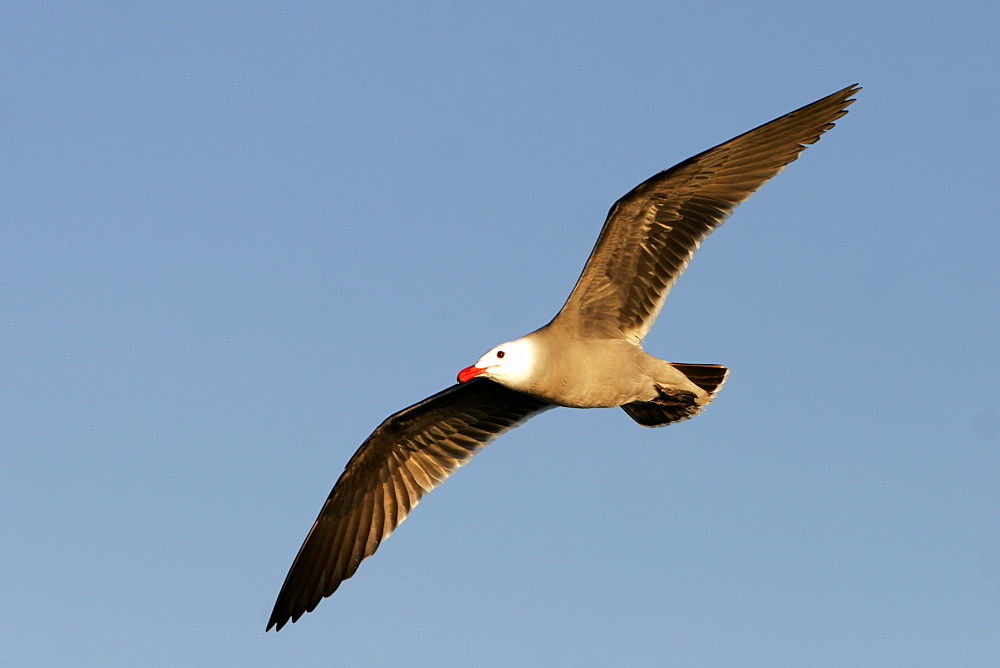 Adult plumage Herrmann's Gull (Larus heermanni) in the lower Gulf of California (Sea of Cortez), Mexico.