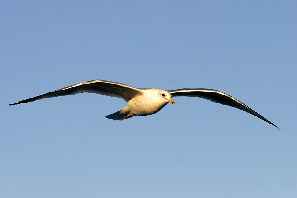 Adult Yellow-footed Gull (Larus livens) in the lower Gulf of California (Sea of Cortez), Mexico.