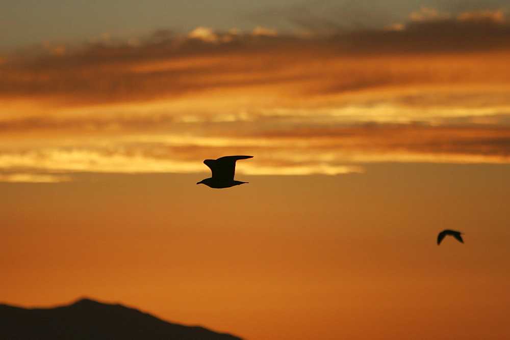 Gulls flying at sunset in the Gulf of California (Sea of Cortez), Mexico.