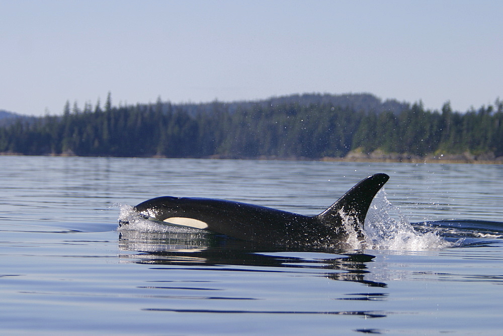 Adult female Orca (Orcinus orca) surfacing in Southeast Alaska, USA. Pacific Ocean.