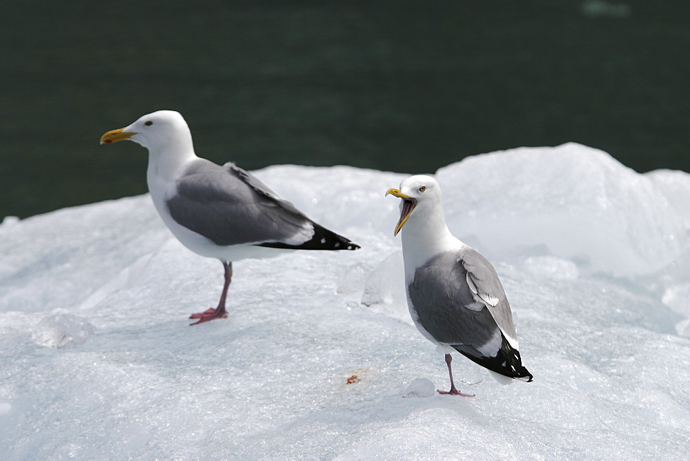 Adult Gull (Larus spp.) resting on calved ice from the Sawyer Glacier in Tracy Arm, Southeast Alaska, USA.