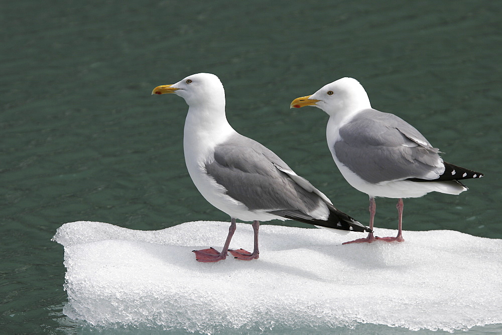 Adult Gull (Larus spp.) resting on calved ice from the Sawyer Glacier in Tracy Arm, Southeast Alaska, USA.