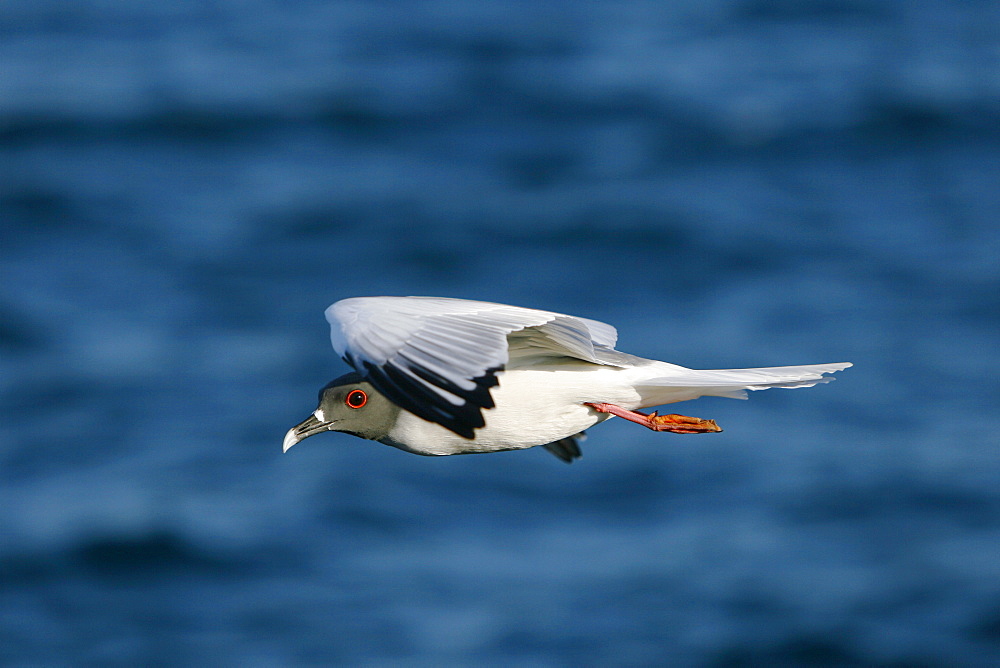 Swallow-tailed gull (Creagrus furcatus) in flight in the Galapagos Island Group, Ecuador