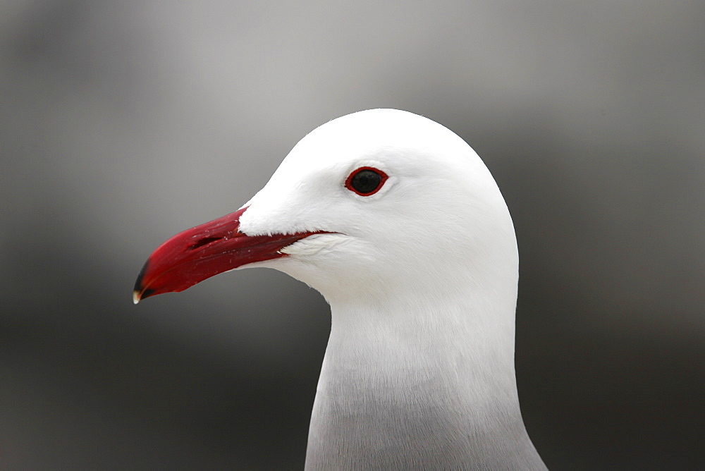 Heermann's Gull (Larus heermanni) on their breeding grounds on Isla Rasa in the middle Gulf of California (Sea of Cortez), Mexico