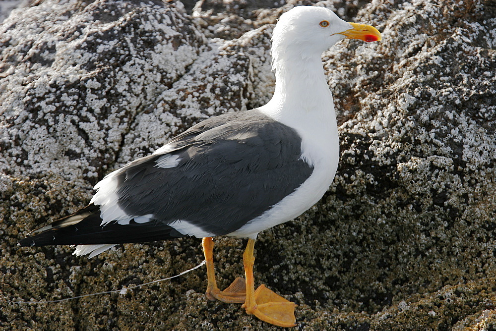 Yellow-footed Gull (Larus livens) with a fishing hook and line embedded in its leg in the Gulf of California (Sea of Cortez), Mexico. This species is enedemic to the Gulf of California.