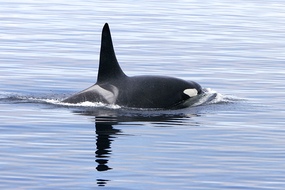 Bull Orca (Orcinus orca) surfacing in Tracy Arm, southeast Alaska, USA.