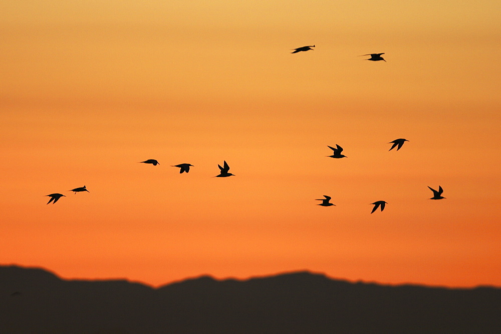 Elegant Terns flying at sunset in the Gulf of California (Sea of Cortez), Mexico.