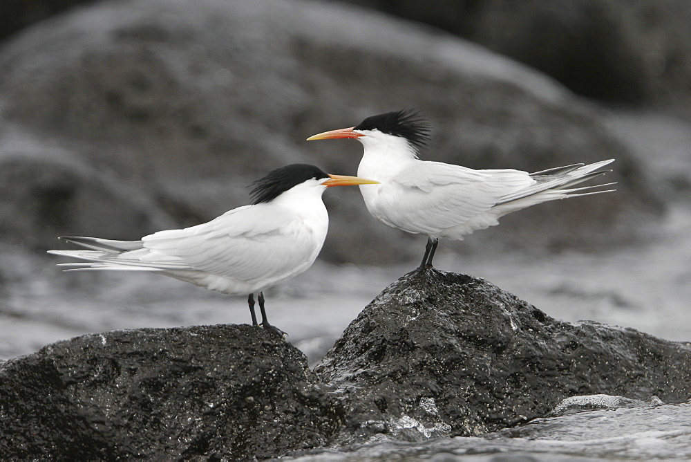 Elegant Terns (Sterna elegans) on Isla Rasa in the middle Gulf of California (Sea of Cortez), Mexico.