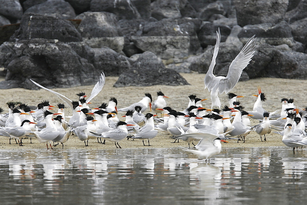 Elegant Terns (Sterna elegans) on Isla Rasa in the middle Gulf of California (Sea of Cortez), Mexico.