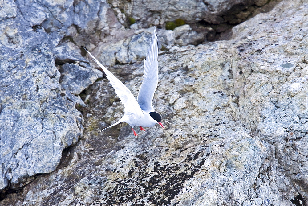 Adult Antarctic Tern (Sterna vittata) nesting and mating on Enterprise Island near the wreck of the Gouvernoren, a Norwegian whaler which caught fire and sank in Wilhelmina Bay in 1916, Antarctica