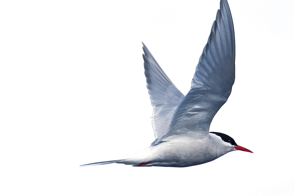 Adult Antarctic Tern (Sterna vittata) nesting and mating on Enterprise Island near the wreck of the Gouvernoren, a Norwegian whaler which caught fire and sank in Wilhelmina Bay in 1916, Antarctica.