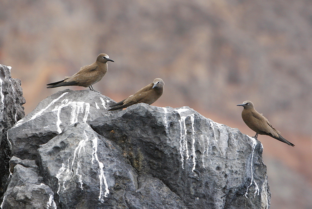 Adult brown noddies (Anous Stolidus) resting on cliff faces on the coastline of St. Helena Island on the south Atlantic Ocean.