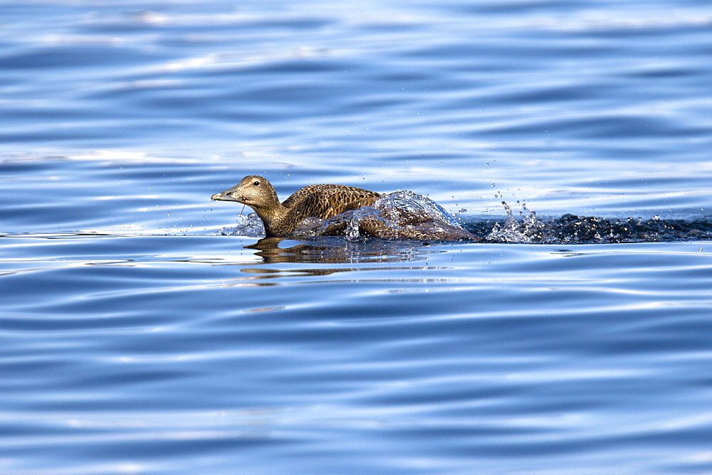 Adult female eider duck (Somateria mollissima) in breeding plumage in the Svalbard Archipelago in the Barents Sea, Norway. Note the fishing hook in this animals beak.