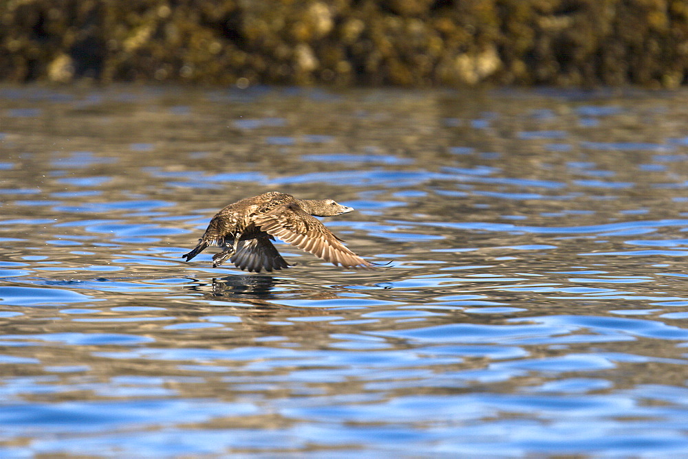 Adult female eider duck (Somateria mollissima) in breeding plumage in the Svalbard Archipelago in the Barents Sea, Norway.