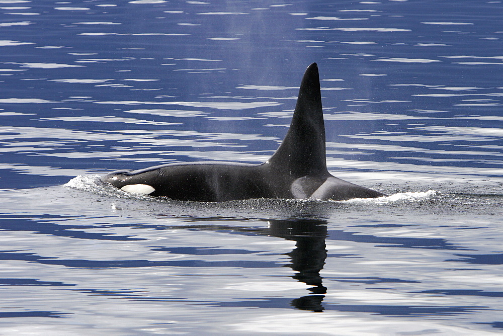 Bull Orca (Orcinus orca) surfacing in Tracy Arm, southeast Alaska, USA.