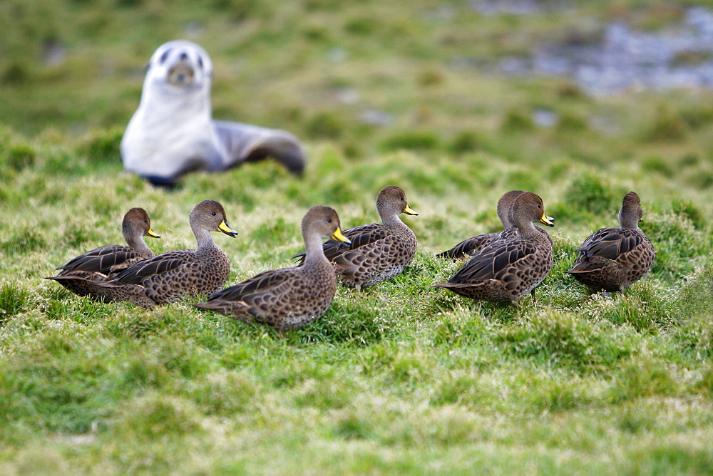 The endemic South Georgia pintail (Anas georgica georgica) on the banks of a small stream just outside the abandoned whaling station at Grytviken on South Georgia in the Southern Atlantic Ocean.