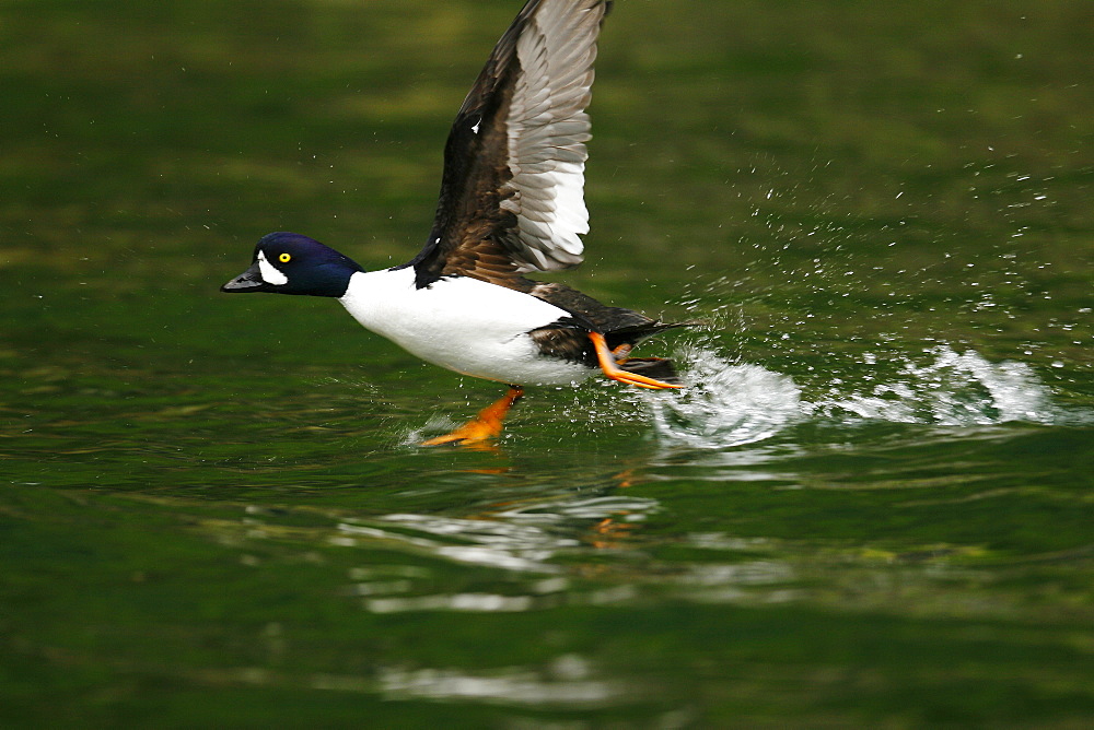 Adult male Barrow's Goldeneye (Bucephala islandica) taking flight in full breeding plumage in the calm waters of Red Bluff Bay, Southeastern Alaska, USA. Pacific Ocean.   (RR)