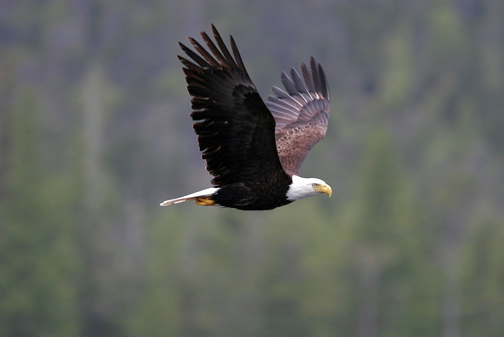 Adult American Bald Eagle (Haliaeetus leucocephalus) in flight in Southeast Alaska, USA.