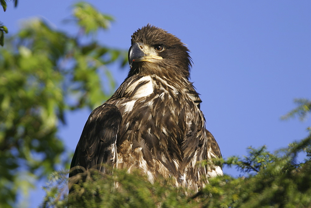 Juvenile bald eagle (Haliaeetus leucocephalus) in tree just outside Petersburg, Southeast Alaska, USA.