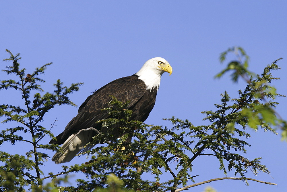 Adult bald eagle (Haliaeetus leucocephalus) in tree just outside Petersburg, Southeast Alaska, USA.