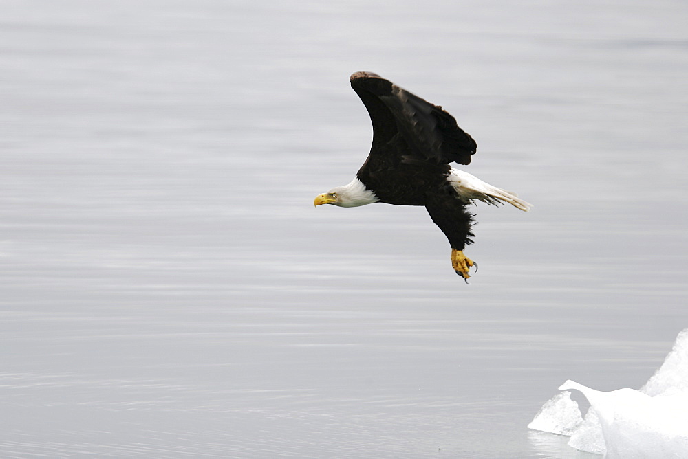 American Bald Eagle (Haliaeetus leucocephalus) taking flight from a calved iceberg from the Le Conte glacier just outside Petersburg in Southeast Alaska, USA. Pacific Ocean.