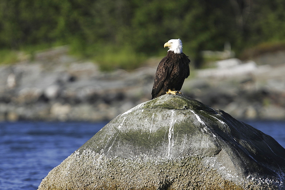 An adult American Bald Eagle (Haliaeetus leucocephalus) perched on a rock in Chatham strait, Southeast Alaska, USA. Pacific Ocean.