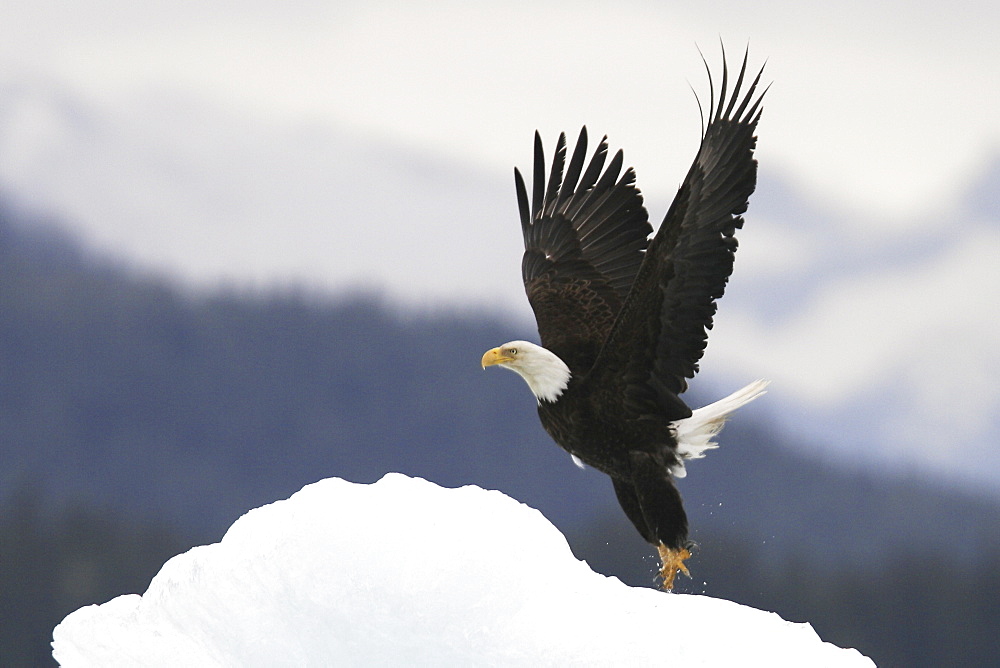 Adult American Bald Eagle (Haliaeetus leucocephalus) taking flight off iceberg calved from LeConte Glacier in Southeast Alaska, USA. Pacific Ocean.