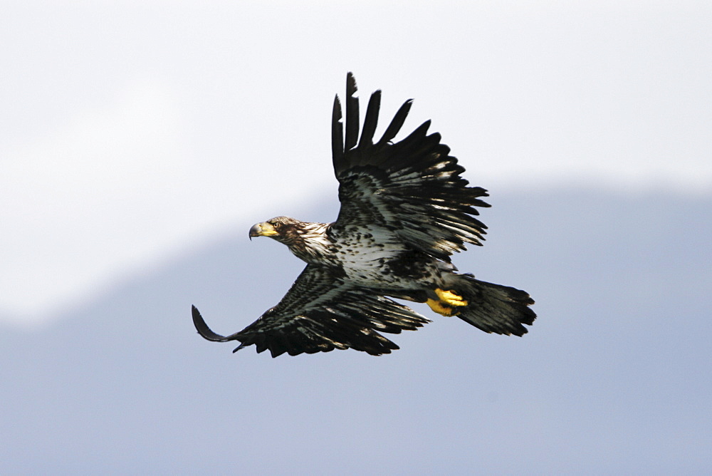 A juvenile American Bald Eagle (Haliaeetus leucocephalus) in flight over Chatham strait, Southeast Alaska, USA. Pacific Ocean.