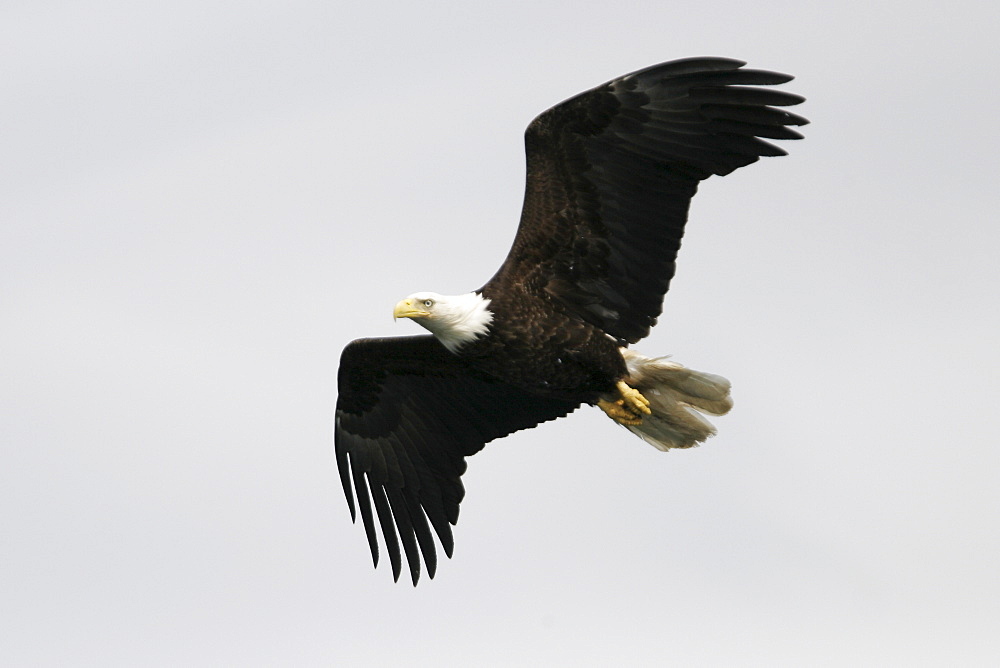 An adult American Bald Eagle (Haliaeetus leucocephalus) in flight over Chatham strait, Southeast Alaska, USA. Pacific Ocean.